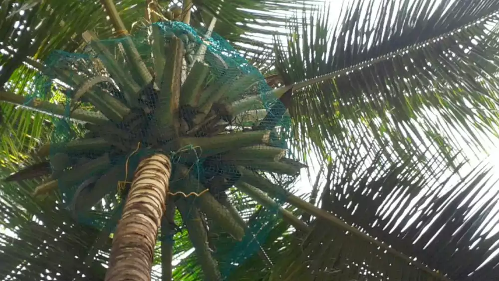 Coconut Tree Safety Nets